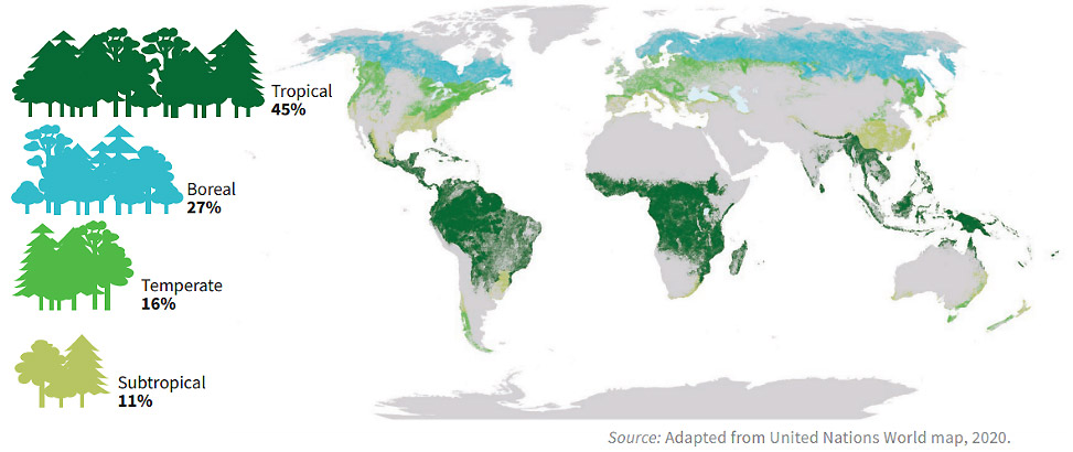 Proportion And Distribution Of Global Forest Cover By Climatic Domain In 2020 