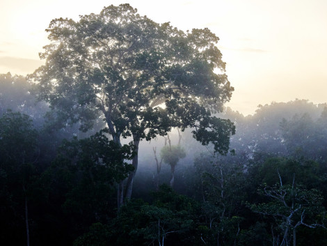 New video available: ATIBT on the front line for a sustainable future for Congolese forests