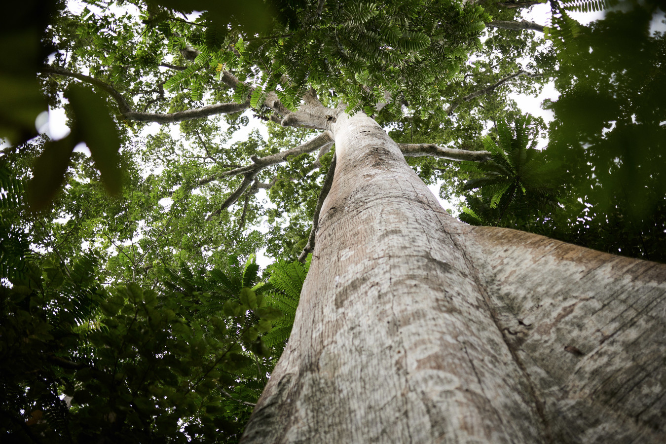 Bois et forêts : quels avantages pour l'investisseur ?