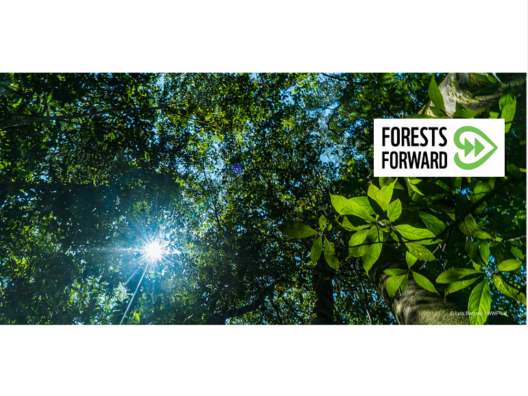 Forests Forward, Initiatives